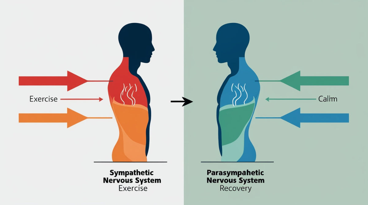 Diagram showing parasympathetic nervous system activation for muscle recovery