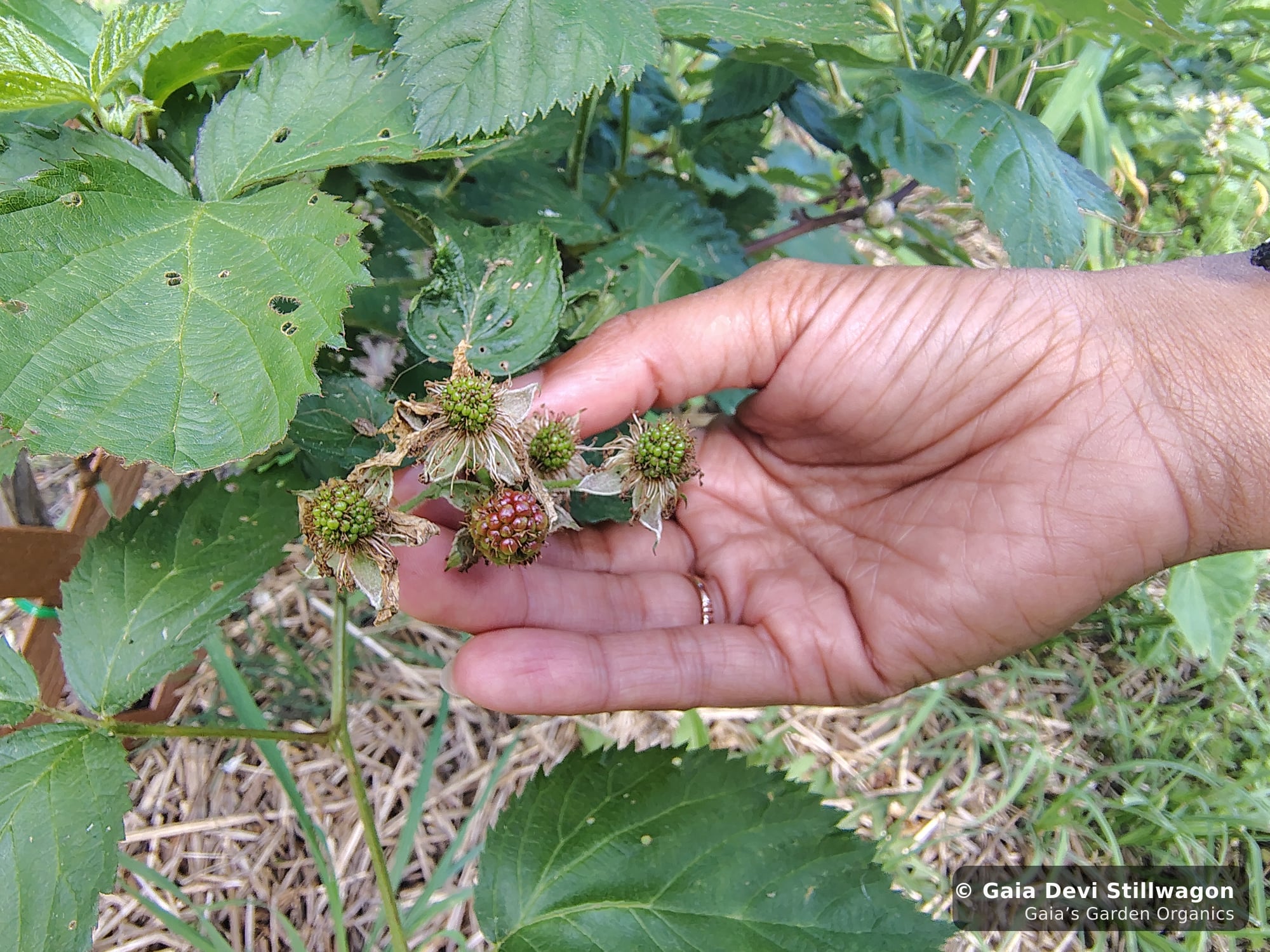Thornless blackberries ripening in the medicinal herb garden at Gaia's Garden, the kind of homestead-grown plant matter that has anchored traditional herbal teas for centuries