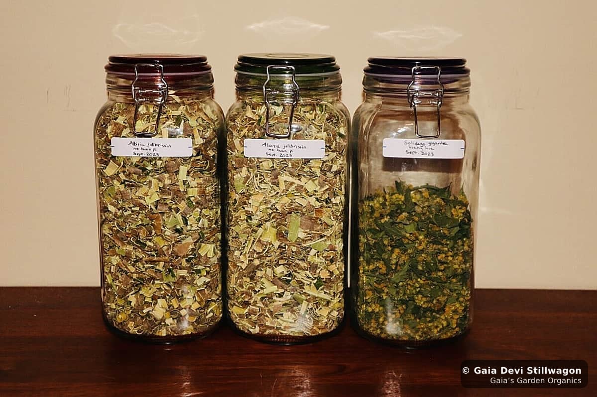 Apothecary jars of dried goldenrod harvested at Gaia's Garden, the source plant for our Confidence Flower Essence