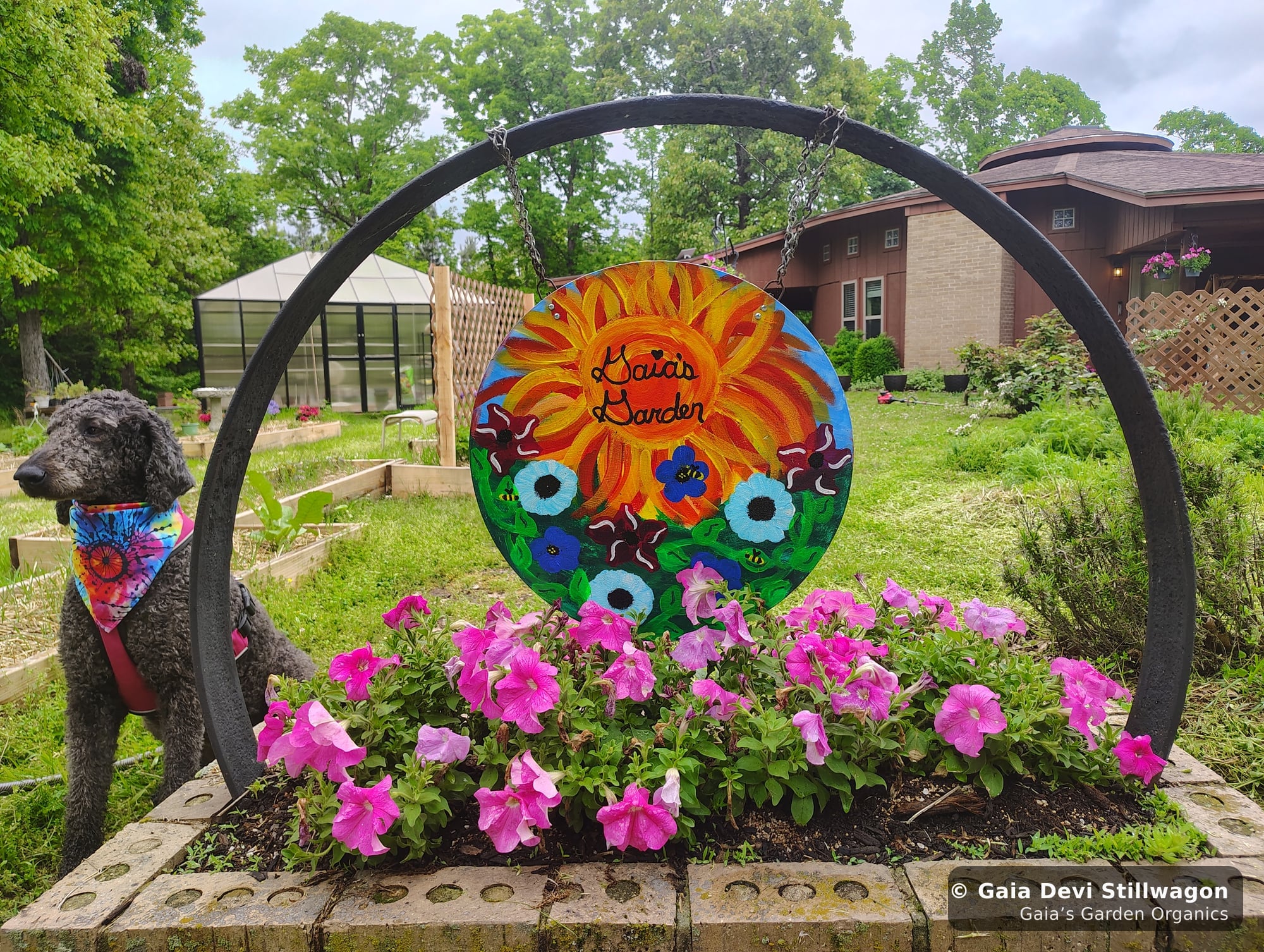 The medicinal herb garden at Gaia's Garden Organics — Umpire, Arkansas · Gaia Devi, clinical herbalist