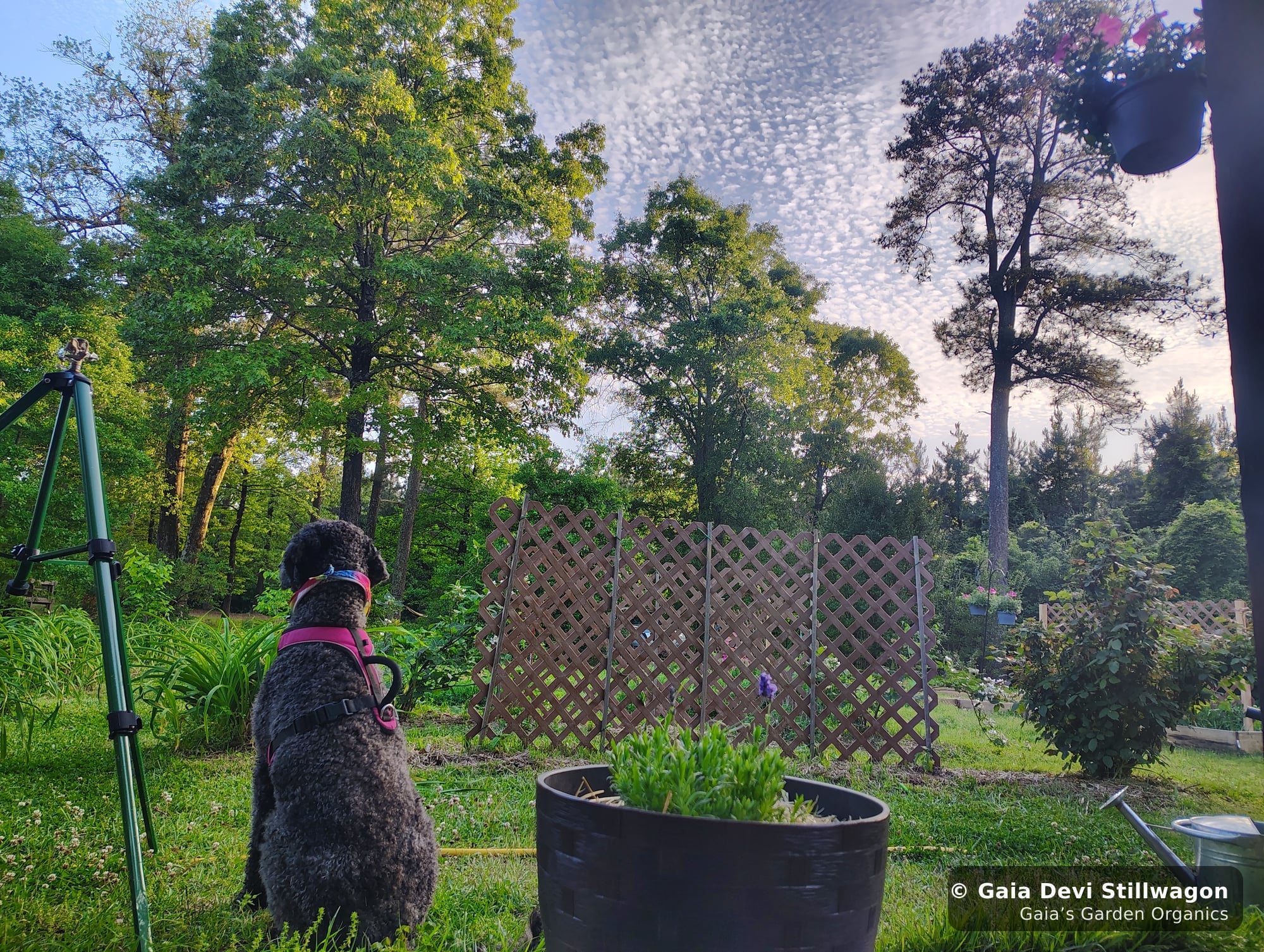 The medicinal herb garden at Gaia's Garden Organics — Umpire, Arkansas · Gaia Devi, clinical herbalist