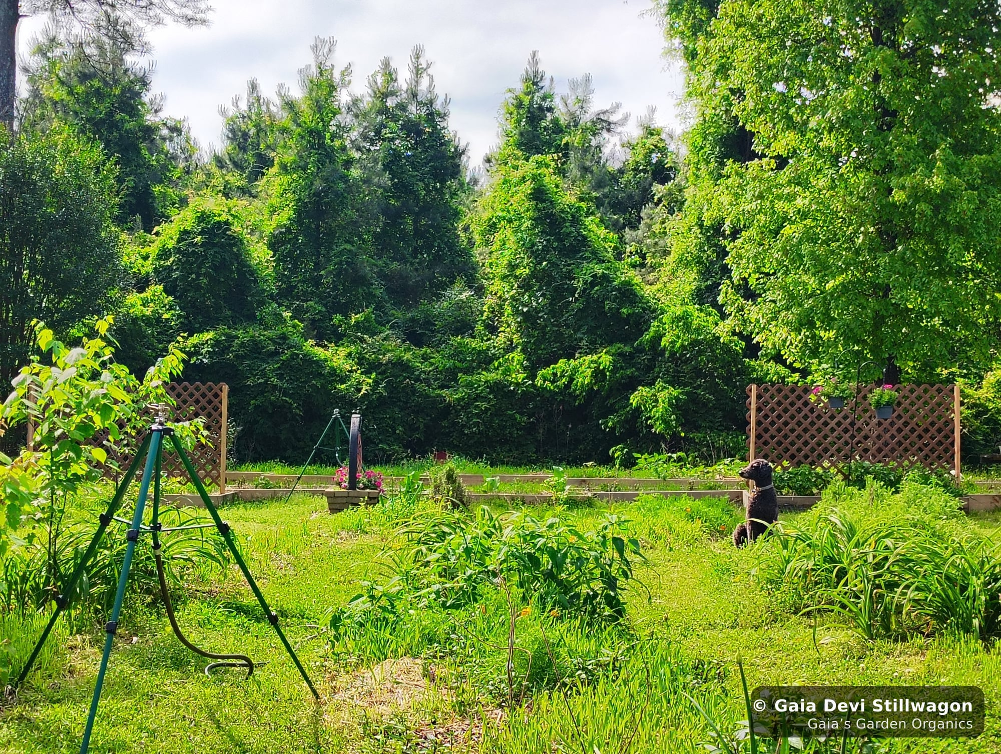 Samadhi, our standard poodle, sitting calmly amid early spring greenery at Gaia's Garden, the at-home dog who receives flower essences in his water bowl daily