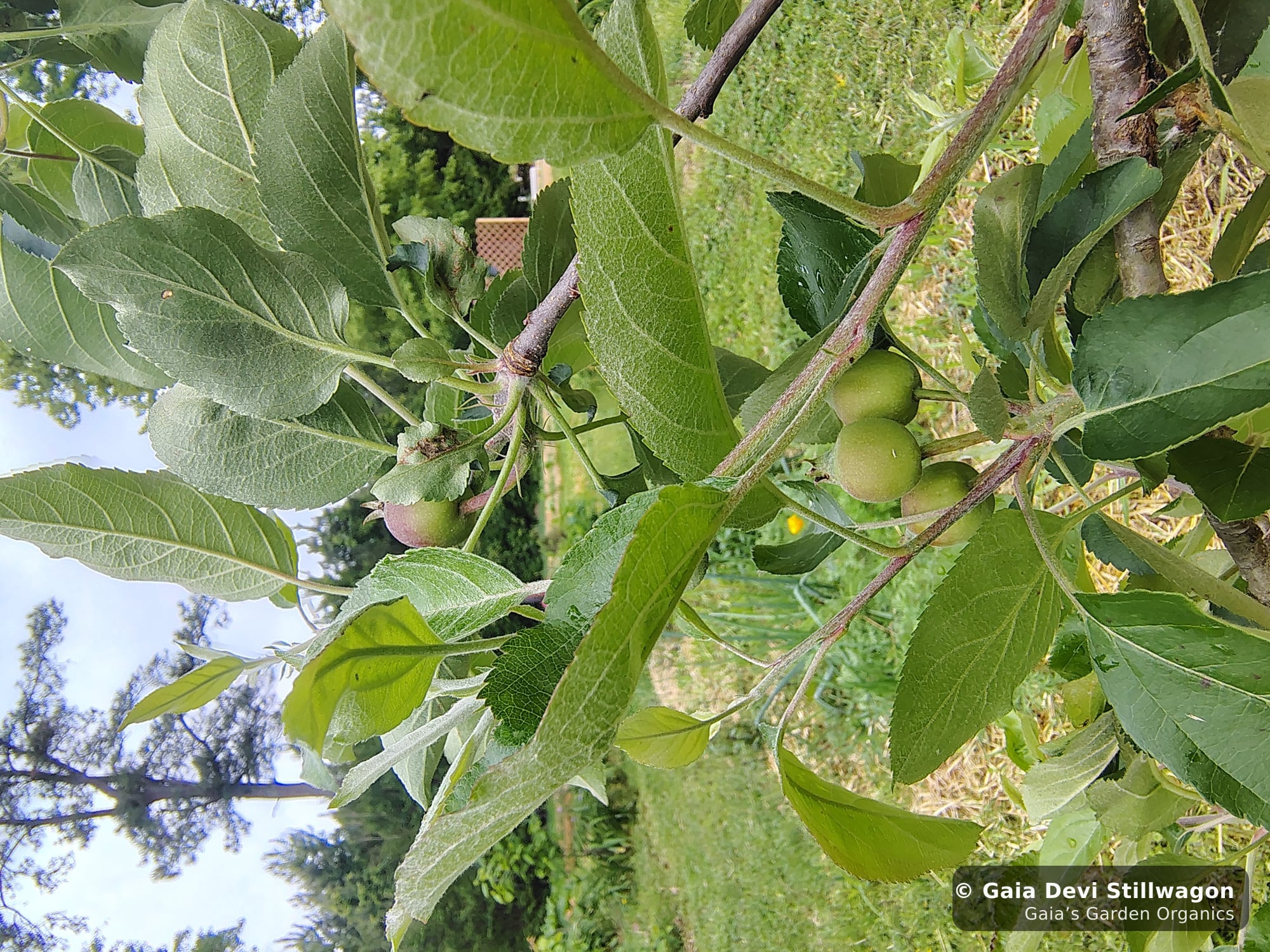 The medicinal herb garden at Gaia's Garden Organics — Umpire, Arkansas · Gaia Devi, clinical herbalist