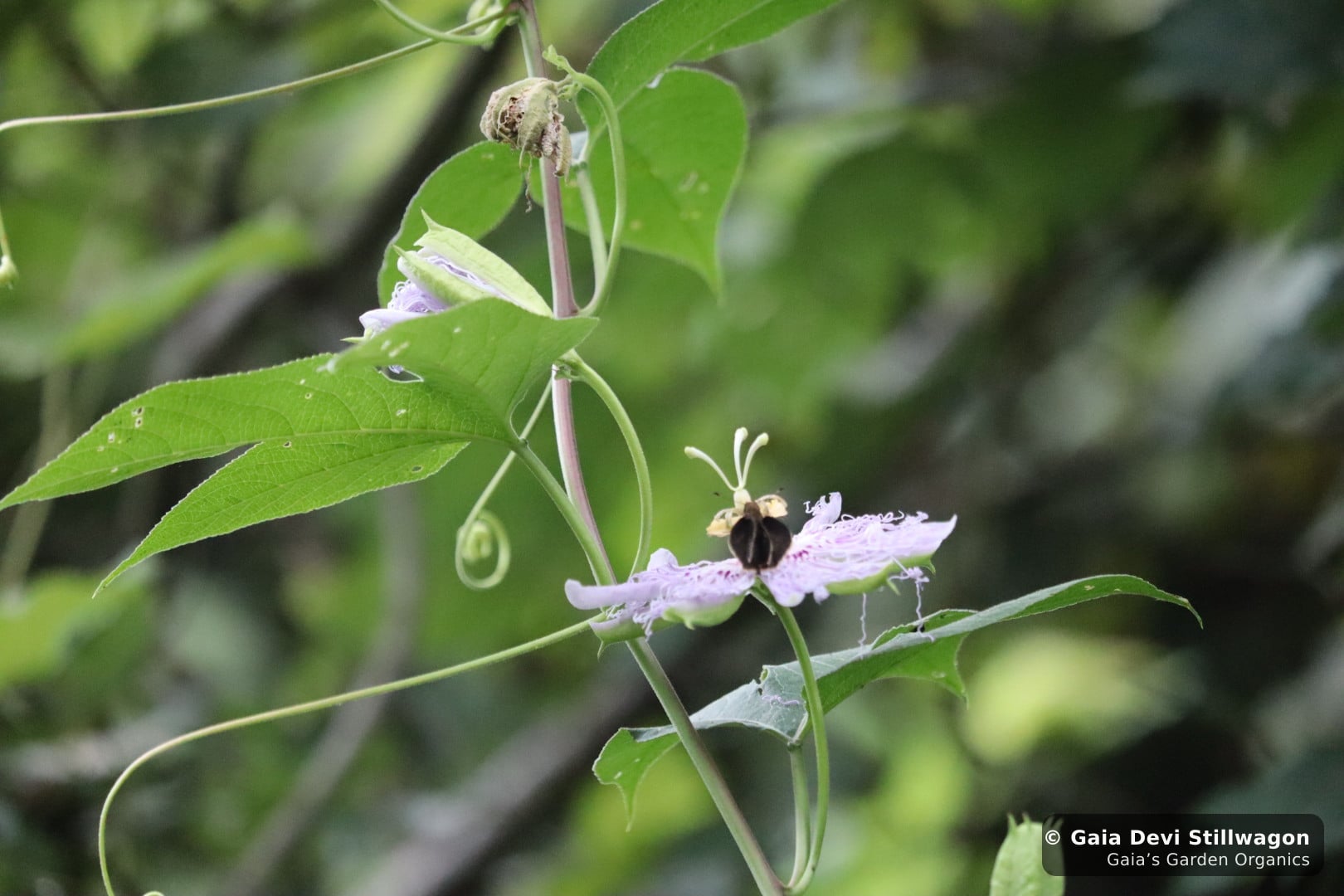 Wild passionflower blooming in the forest at Gaia's Garden, the living plant matter that goes into a Bach-method flower essence rather than the steam-distilled oil of essential oils