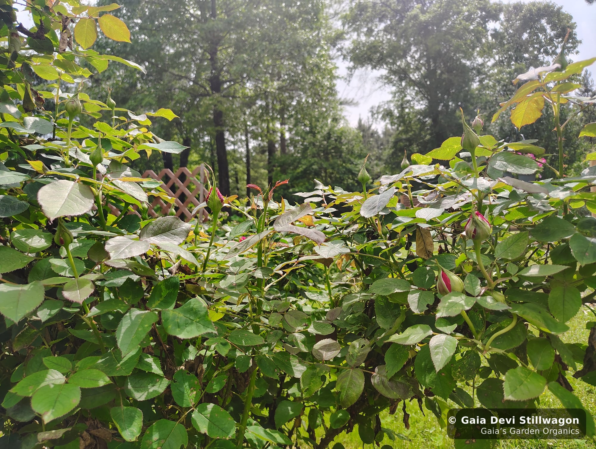 A cultivated rose bush in early bud at Gaia's Garden, the kind of gentle blooming presence that flower essences mirror for emotional balance