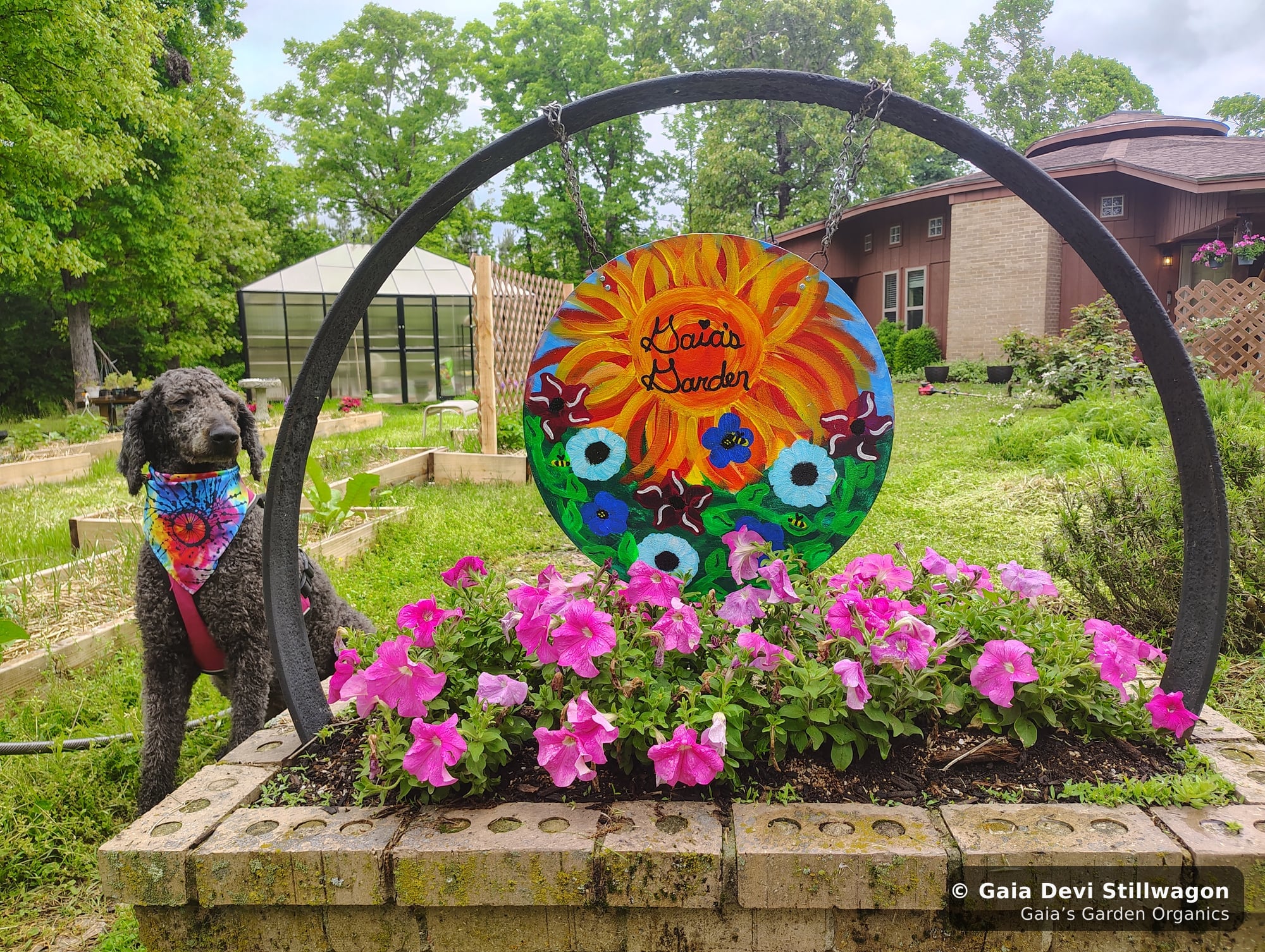 The medicinal herb garden at Gaia's Garden Organics — Umpire, Arkansas · Gaia Devi, clinical herbalist