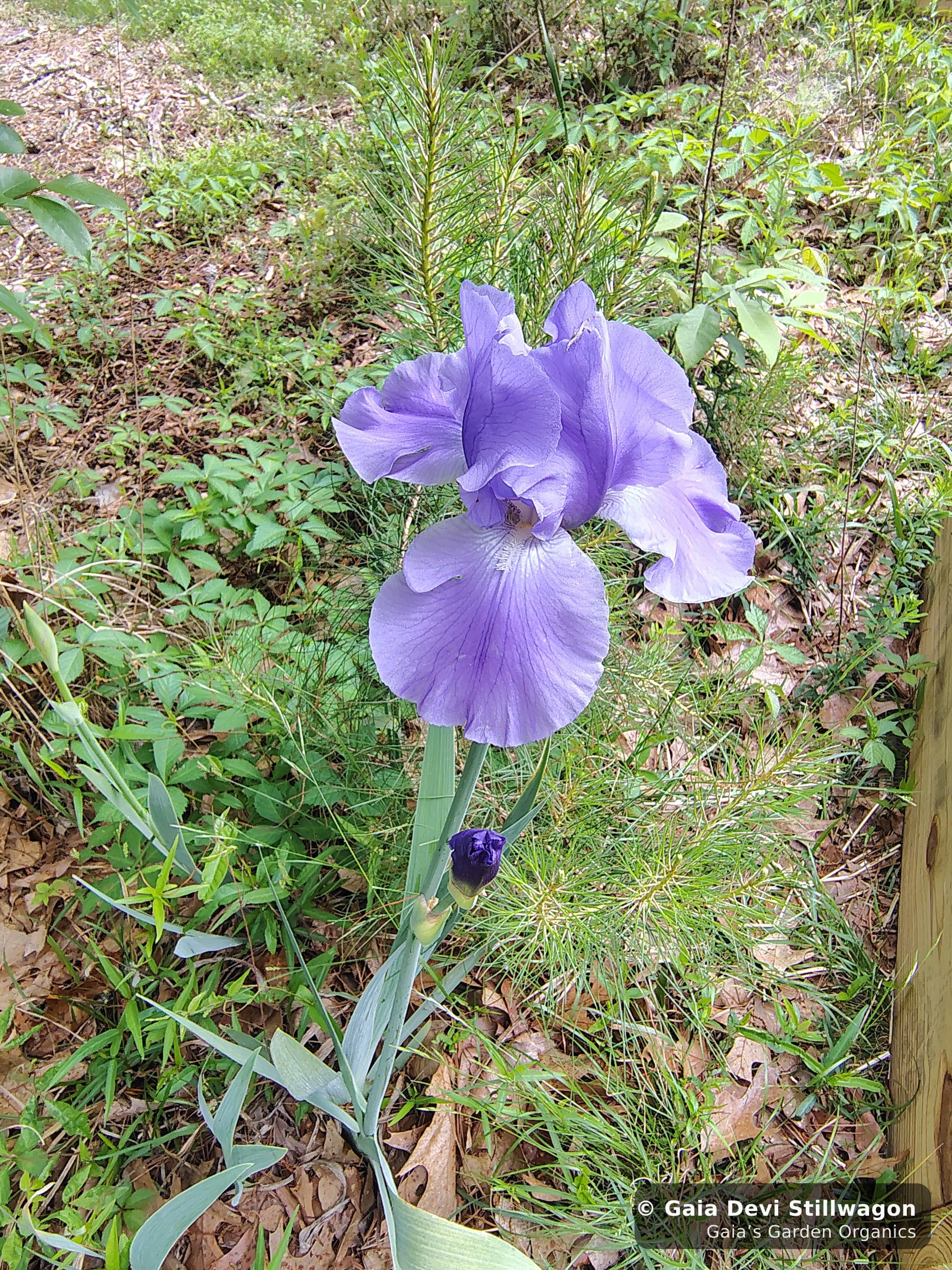 The medicinal herb garden at Gaia's Garden Organics — Umpire, Arkansas · Gaia Devi, clinical herbalist