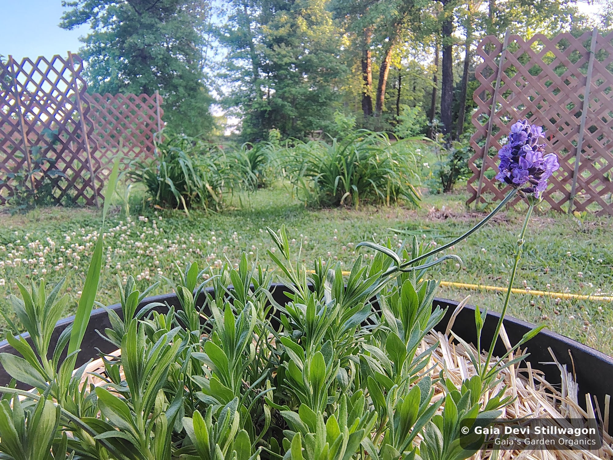 The medicinal herb garden at Gaia's Garden Organics — Umpire, Arkansas · Gaia Devi, clinical herbalist