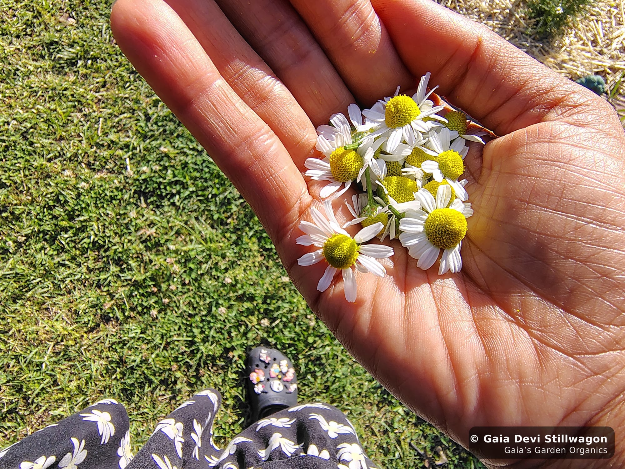 The medicinal herb garden at Gaia's Garden Organics — Umpire, Arkansas · Gaia Devi, clinical herbalist