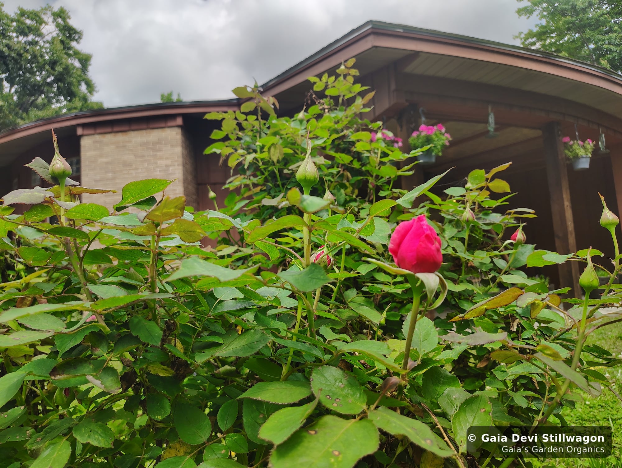 A cultivated rose in full bloom against the Zen Home at Gaia's Garden, the heart-opening flower essence we make for grief and emotional softening