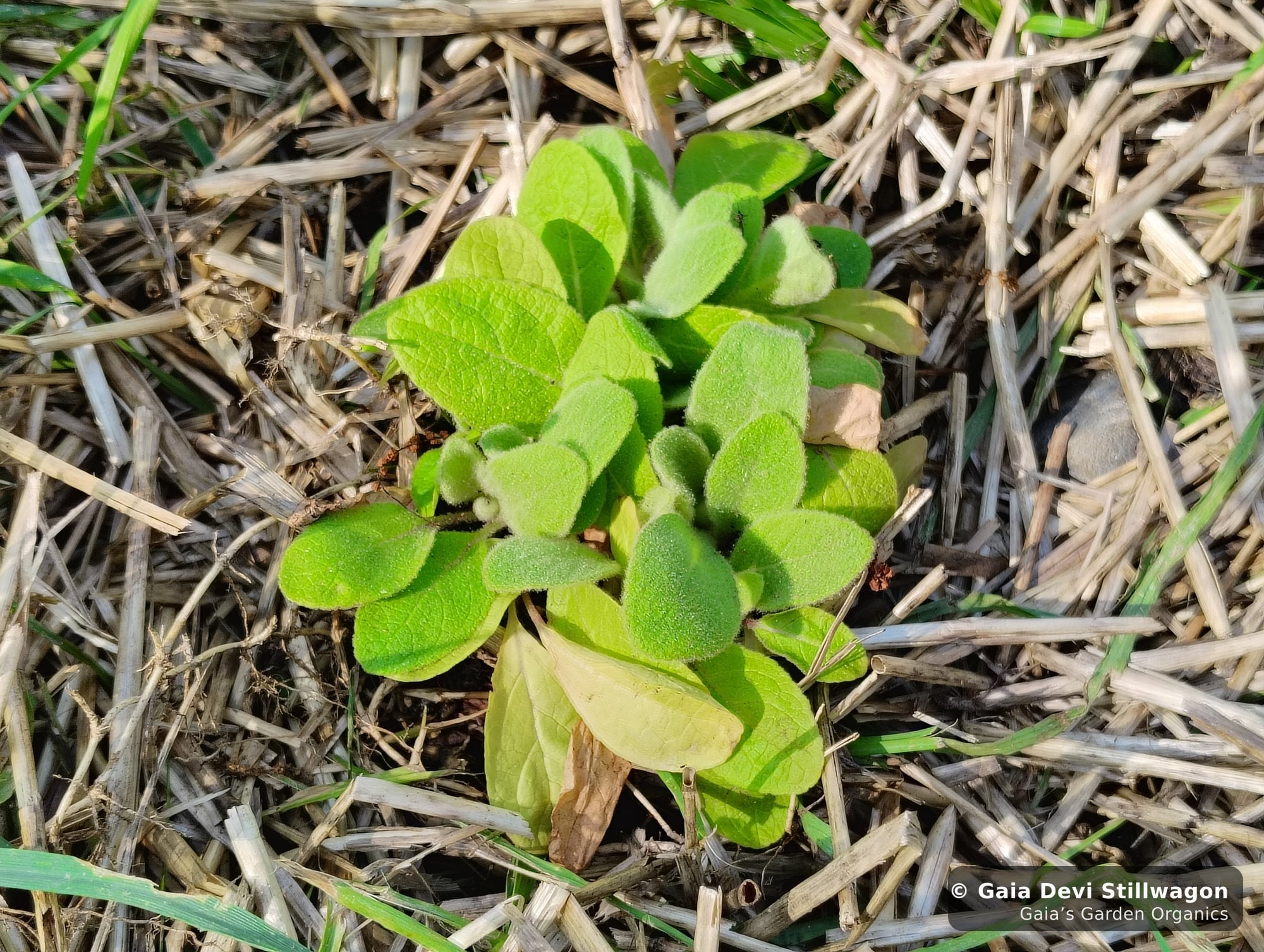 Mullein rosette putting out new leaves at Gaia's Garden in Umpire, Arkansas, the lung herb that anchors our Breathe Better tea blend