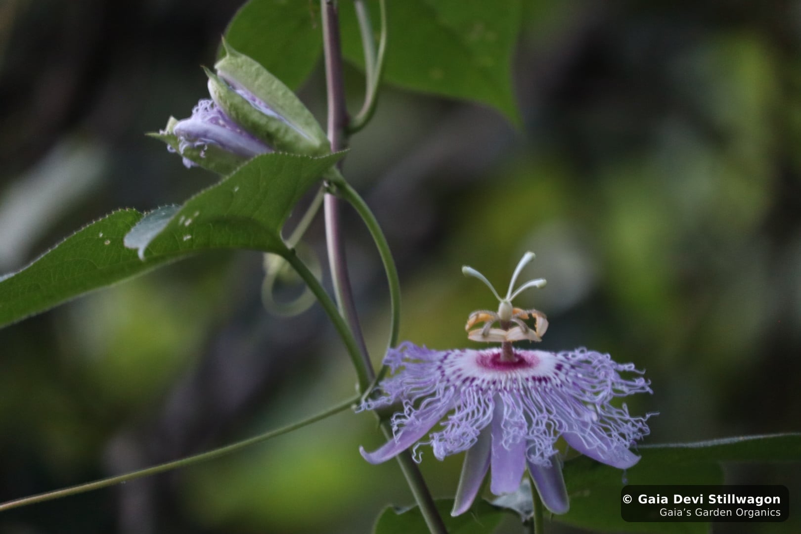 Wild passionflower blooming at Gaia's Garden, the bedtime herb that anchors our Healing Hypnotic tea blend
