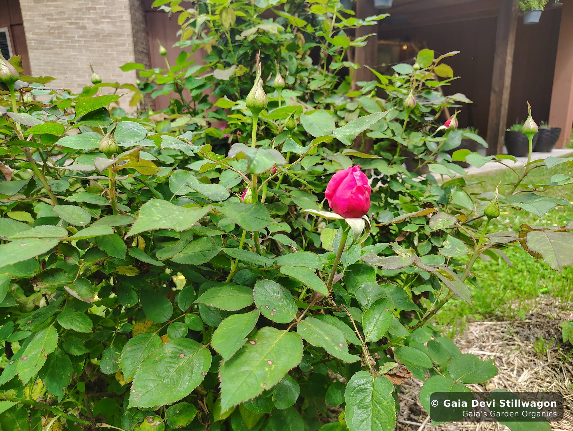 A cultivated rose in mid-bloom at Gaia's Garden in Umpire, Arkansas, the heart-herb that anchors our cardiovascular tea blend