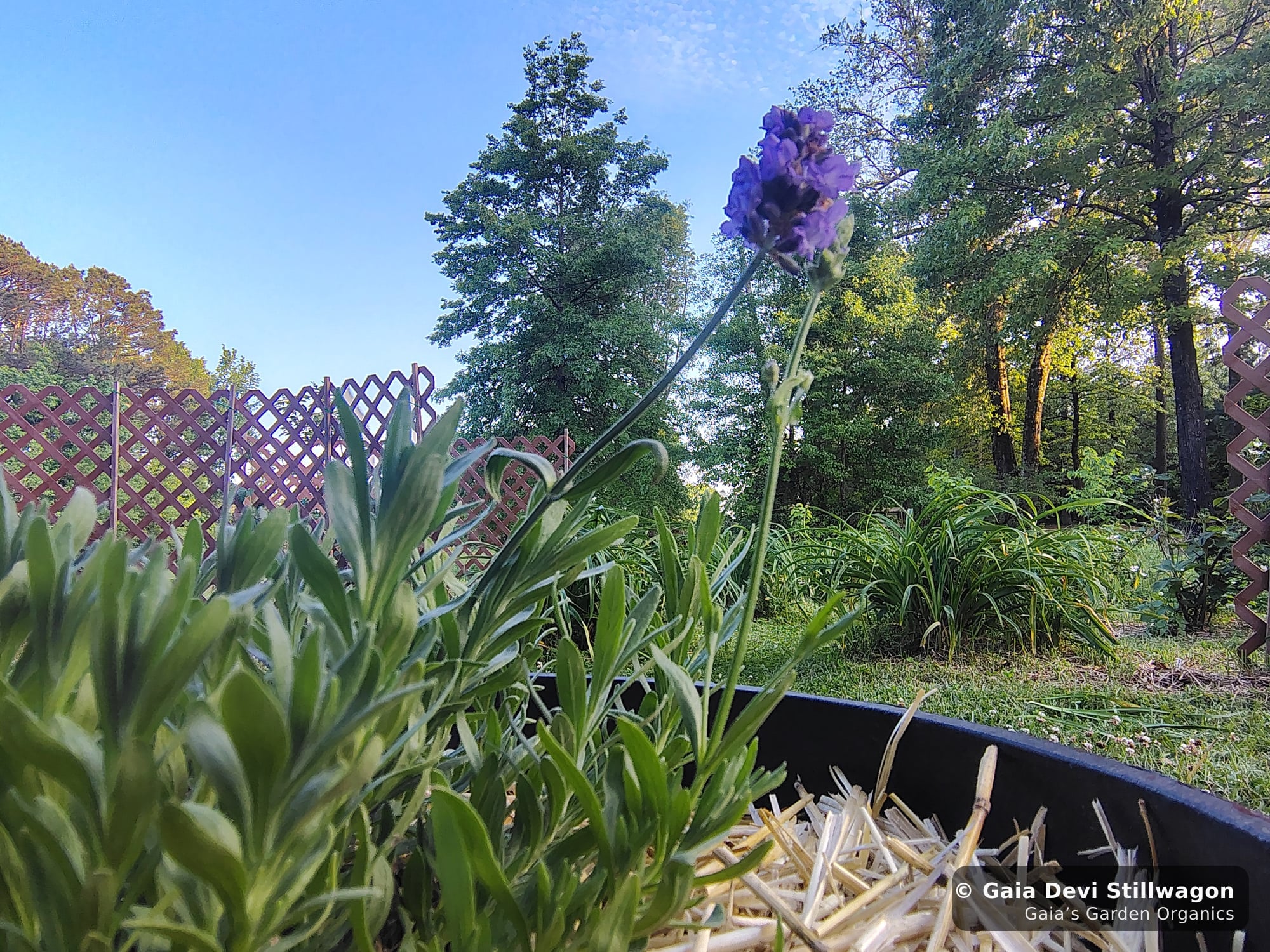 The medicinal herb garden at Gaia's Garden Organics — Umpire, Arkansas · Gaia Devi, clinical herbalist