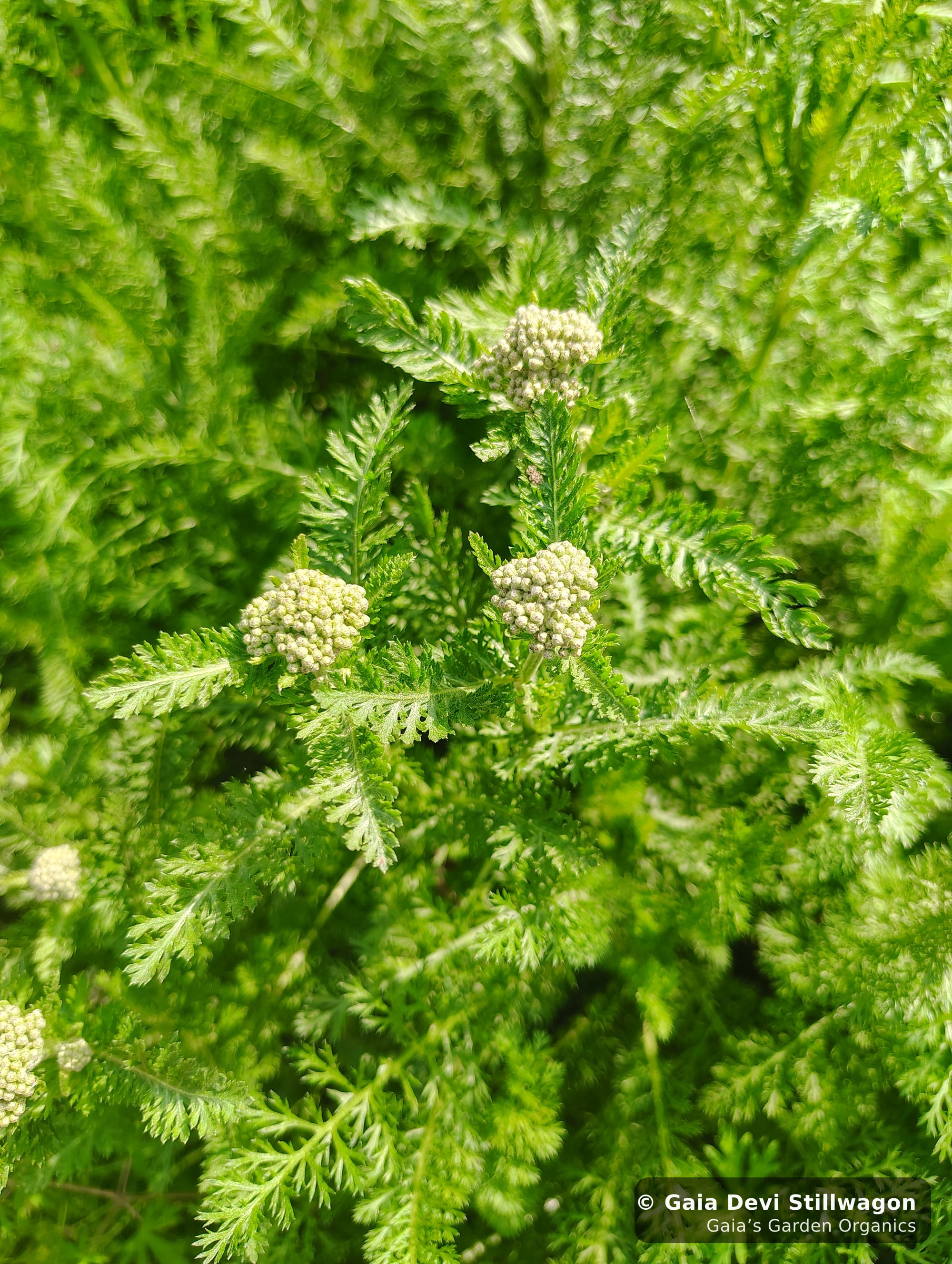 Yarrow beginning to flower at Gaia's Garden, one of the respiratory herbs in our Flu Fighter and Breathe Better tea blends