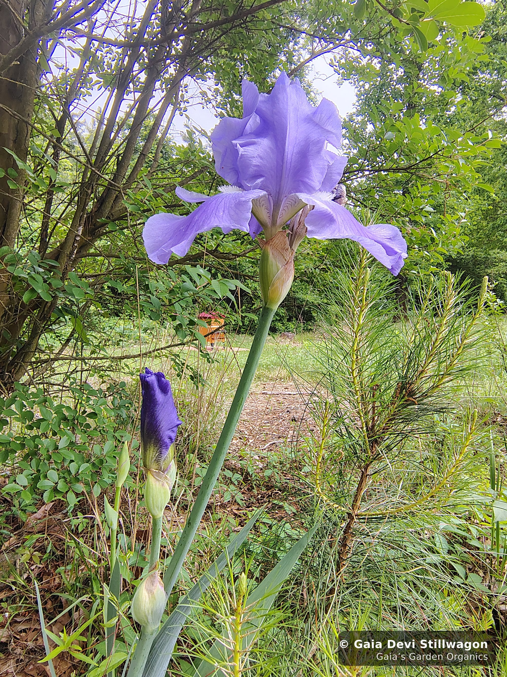 The medicinal herb garden at Gaia's Garden Organics — Umpire, Arkansas · Gaia Devi, clinical herbalist