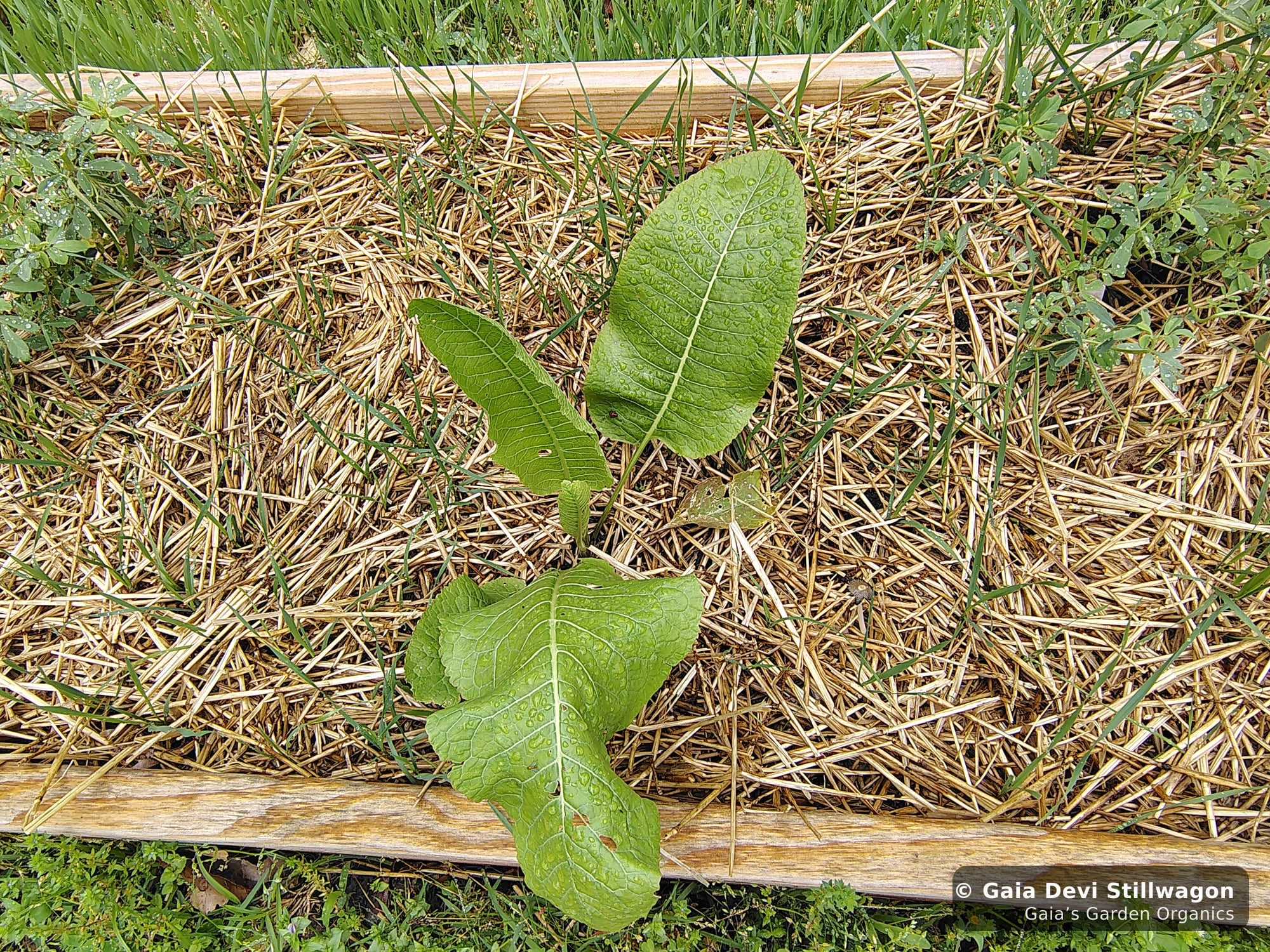 The medicinal herb garden at Gaia's Garden Organics — Umpire, Arkansas · Gaia Devi, clinical herbalist