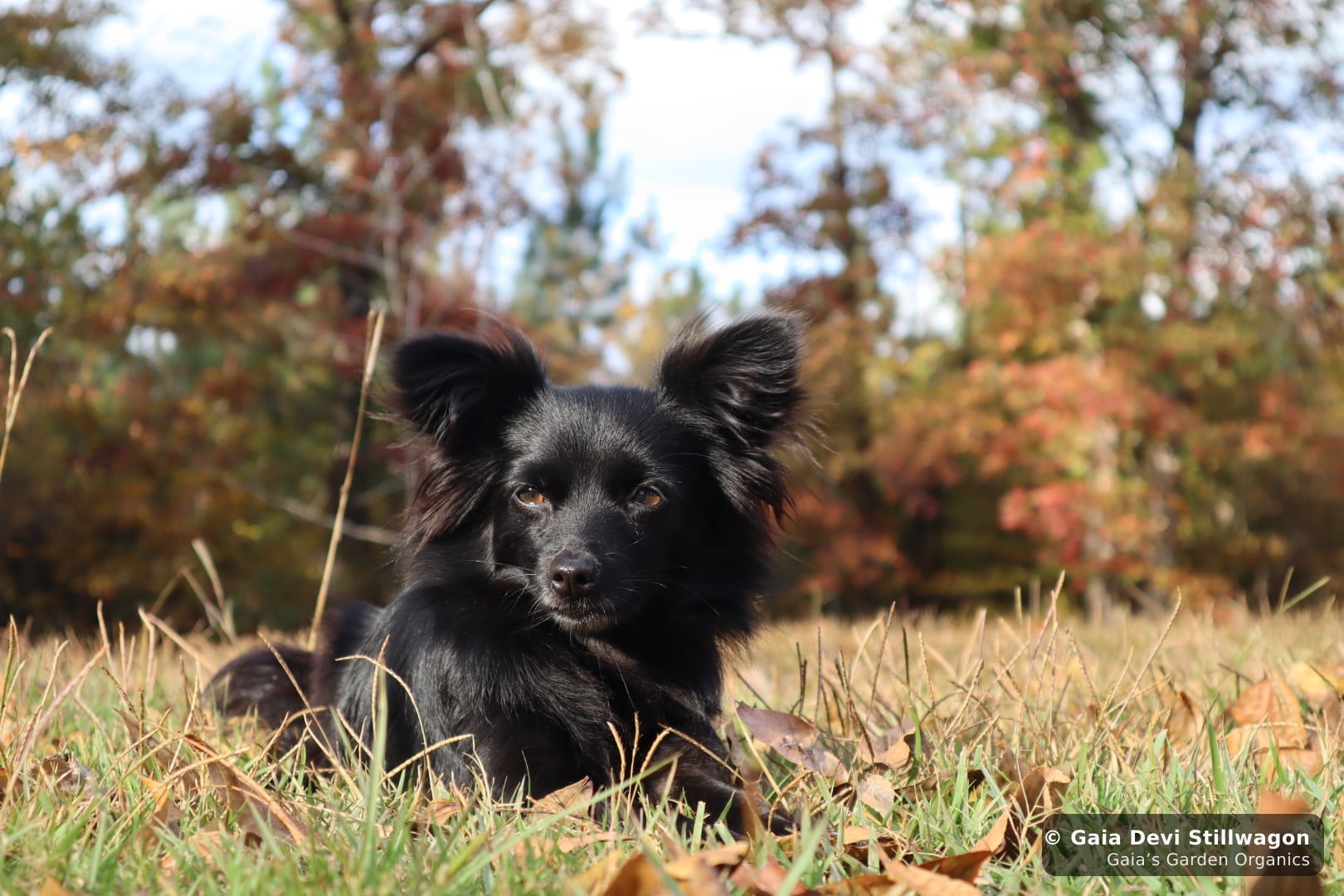 Onyx, our 5-pound applehead Chihuahua, photographed alone in autumn at Gaia's Garden, the quiet alertness of a dog processing the absence of a household companion