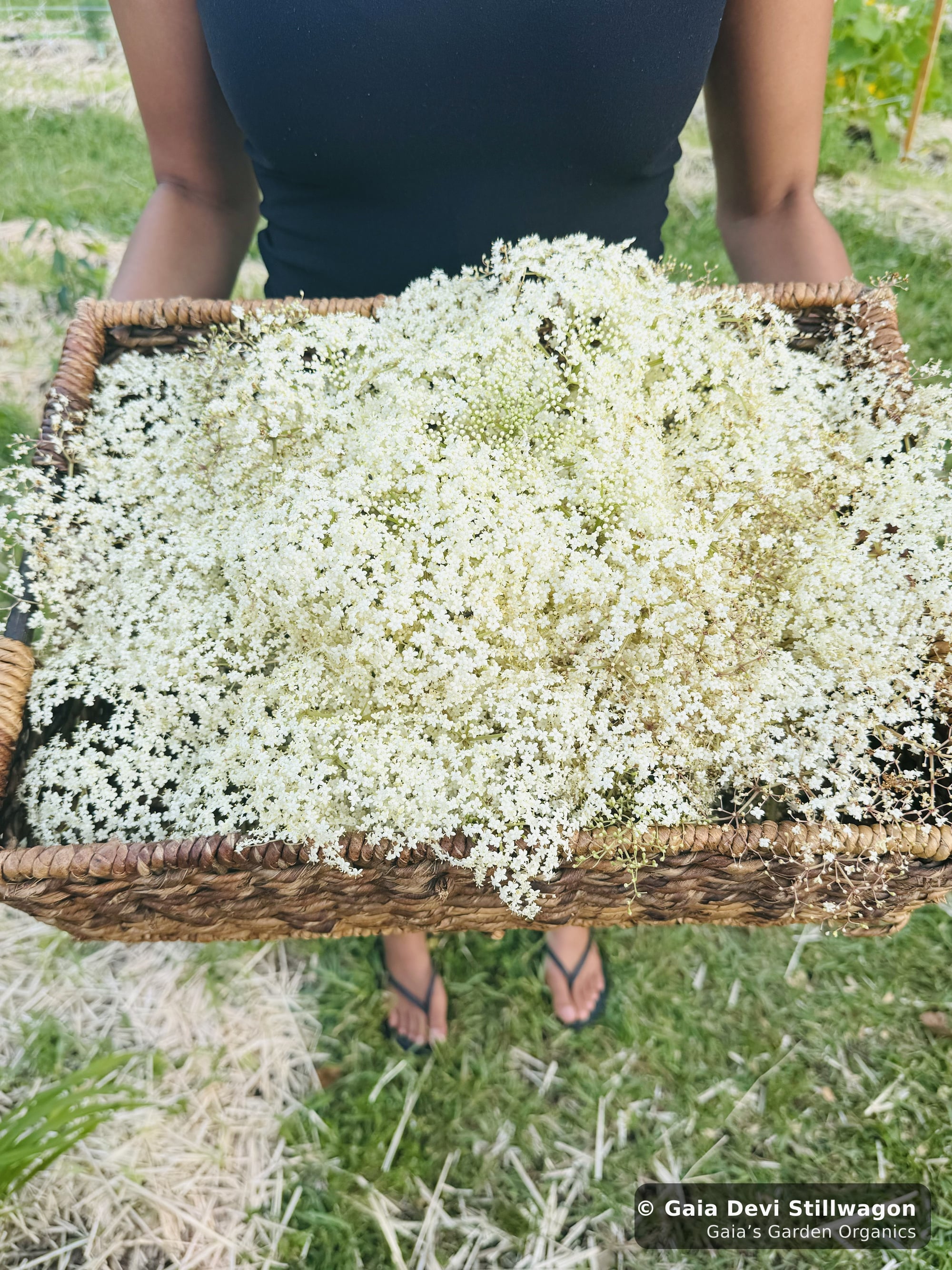 Gaia harvesting elderflowers at Gaia's Garden, the immune-support flower that goes into our Flu Fighter herbal tea