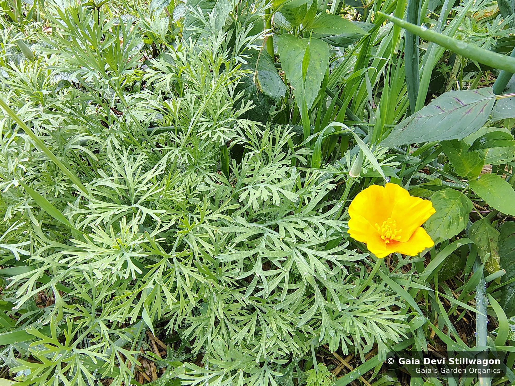 The medicinal herb garden at Gaia's Garden Organics — Umpire, Arkansas · Gaia Devi, clinical herbalist