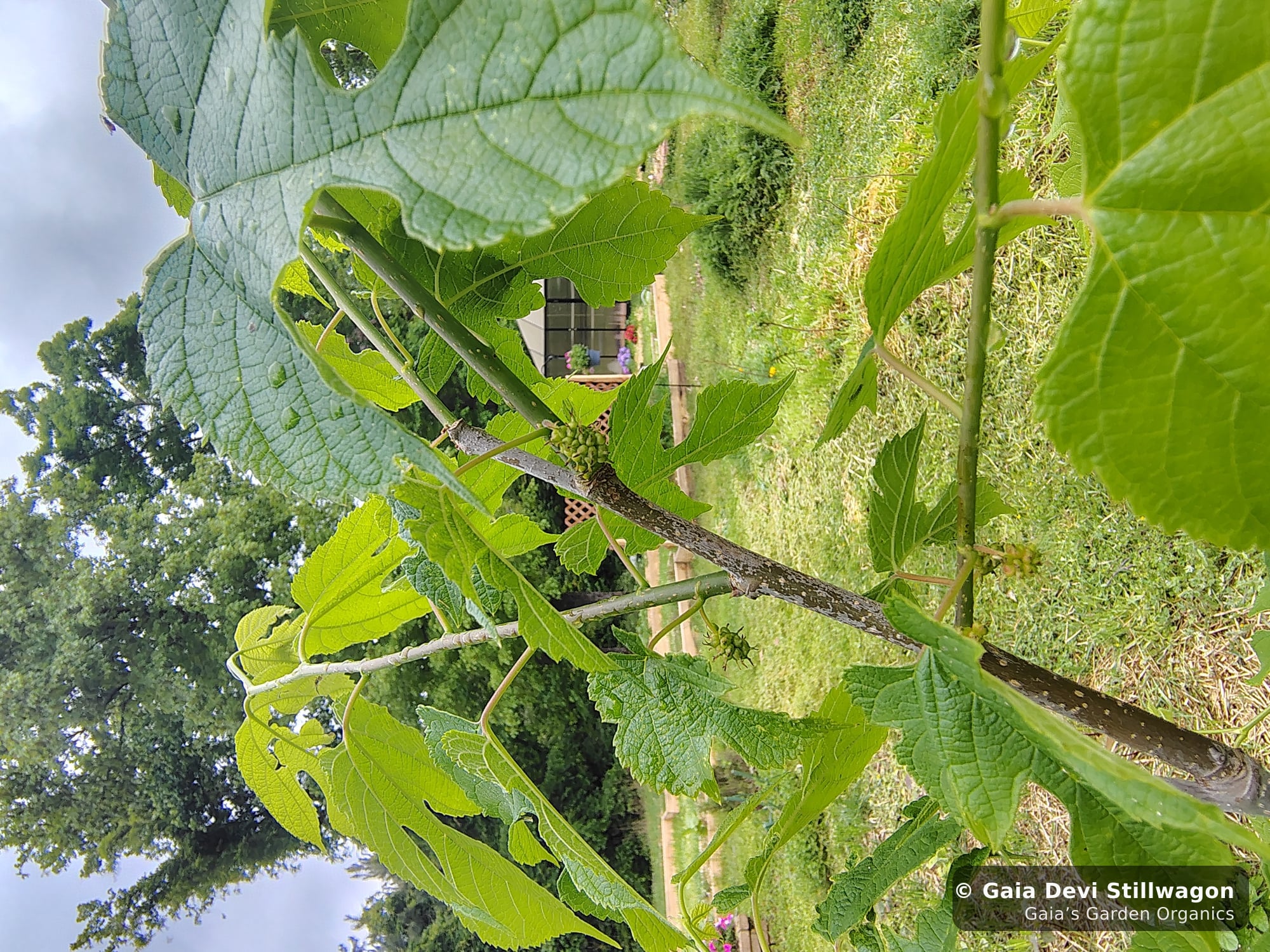 The medicinal herb garden at Gaia's Garden Organics — Umpire, Arkansas · Gaia Devi, clinical herbalist