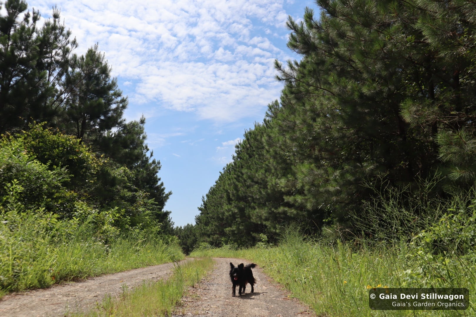 Onyx walking calmly down the entry road at Gaia's Garden in Umpire, Arkansas, the everyday confident pet posture flower essences gently support