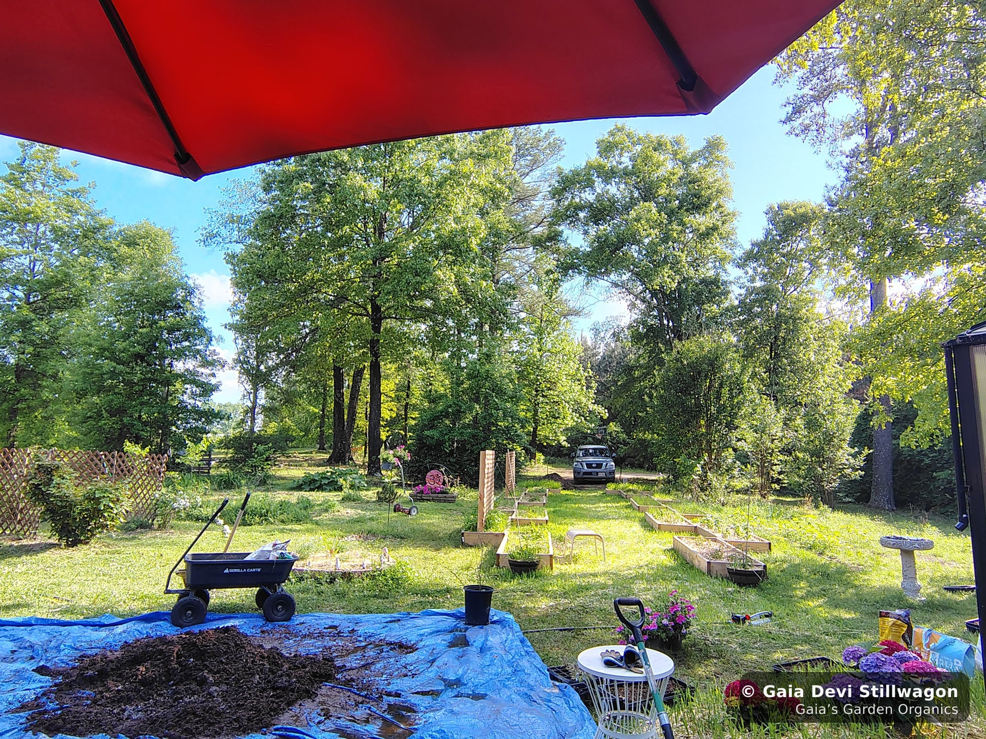 The medicinal herb garden at Gaia's Garden Organics — Umpire, Arkansas · Gaia Devi, clinical herbalist