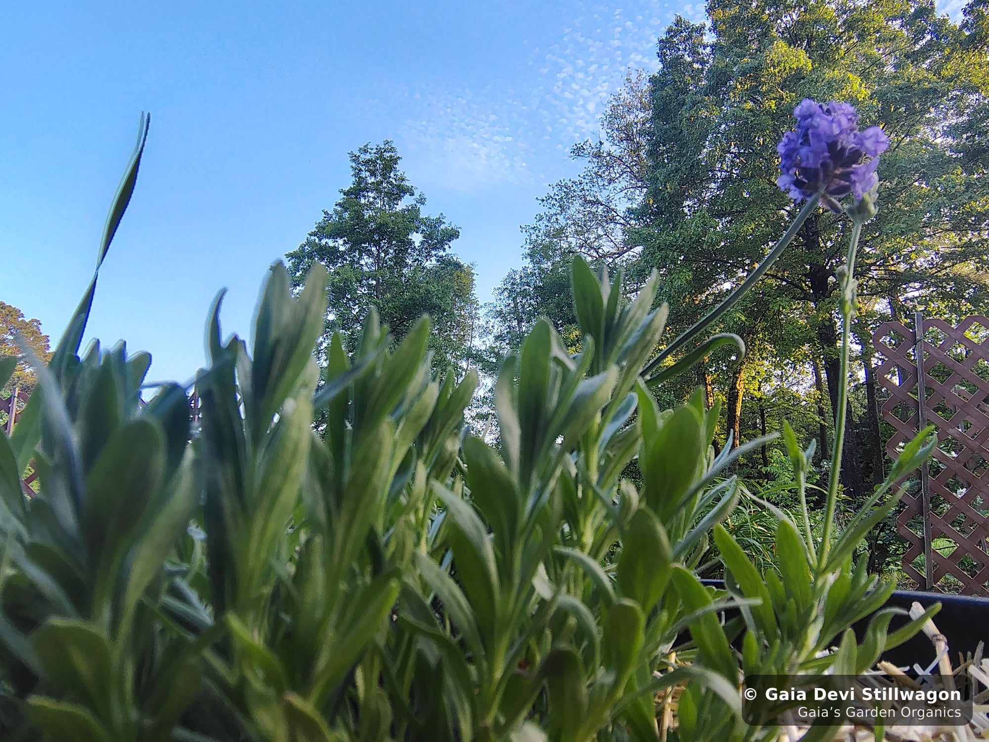 The medicinal herb garden at Gaia's Garden Organics — Umpire, Arkansas · Gaia Devi, clinical herbalist