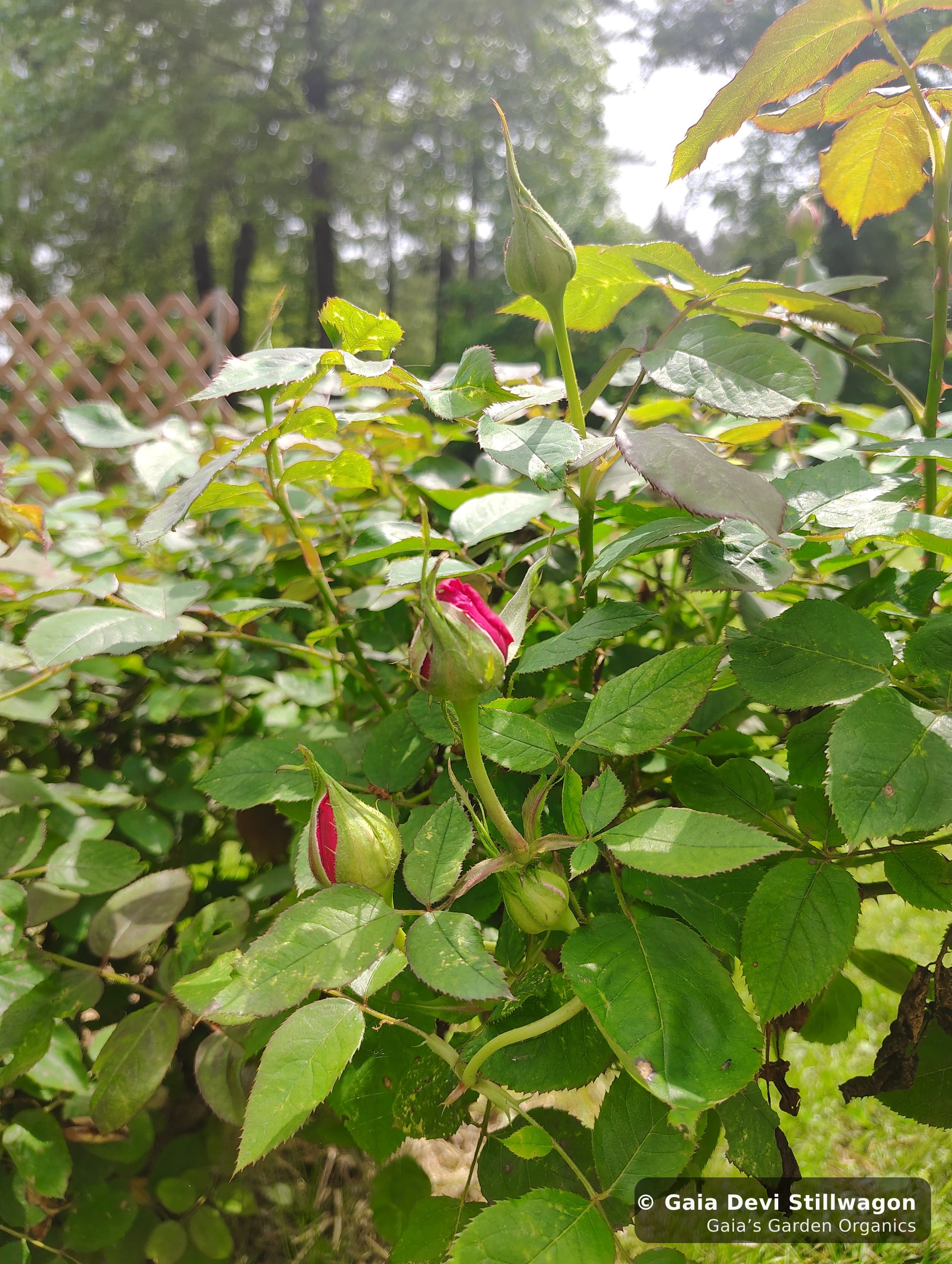 Two rose buds opening at Gaia's Garden, the cultivated rose that anchors our Heartful Flower Essence and our heart-supportive tea traditions
