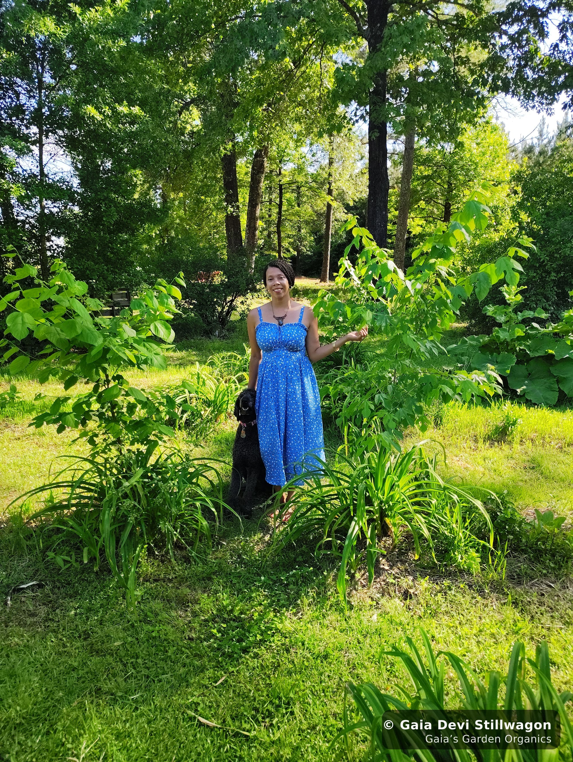 A glimpse of the medicine garden at Gaia's Garden Organics in Umpire, Arkansas. Every herb in our tinctures, teas, and flower essences is grown here, seed to bottle by Gaia Devi, clinical herbalist.